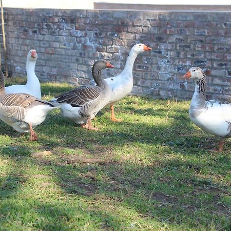 Dunkes Organic Equestrian Estate Apartment George Luaran gambar