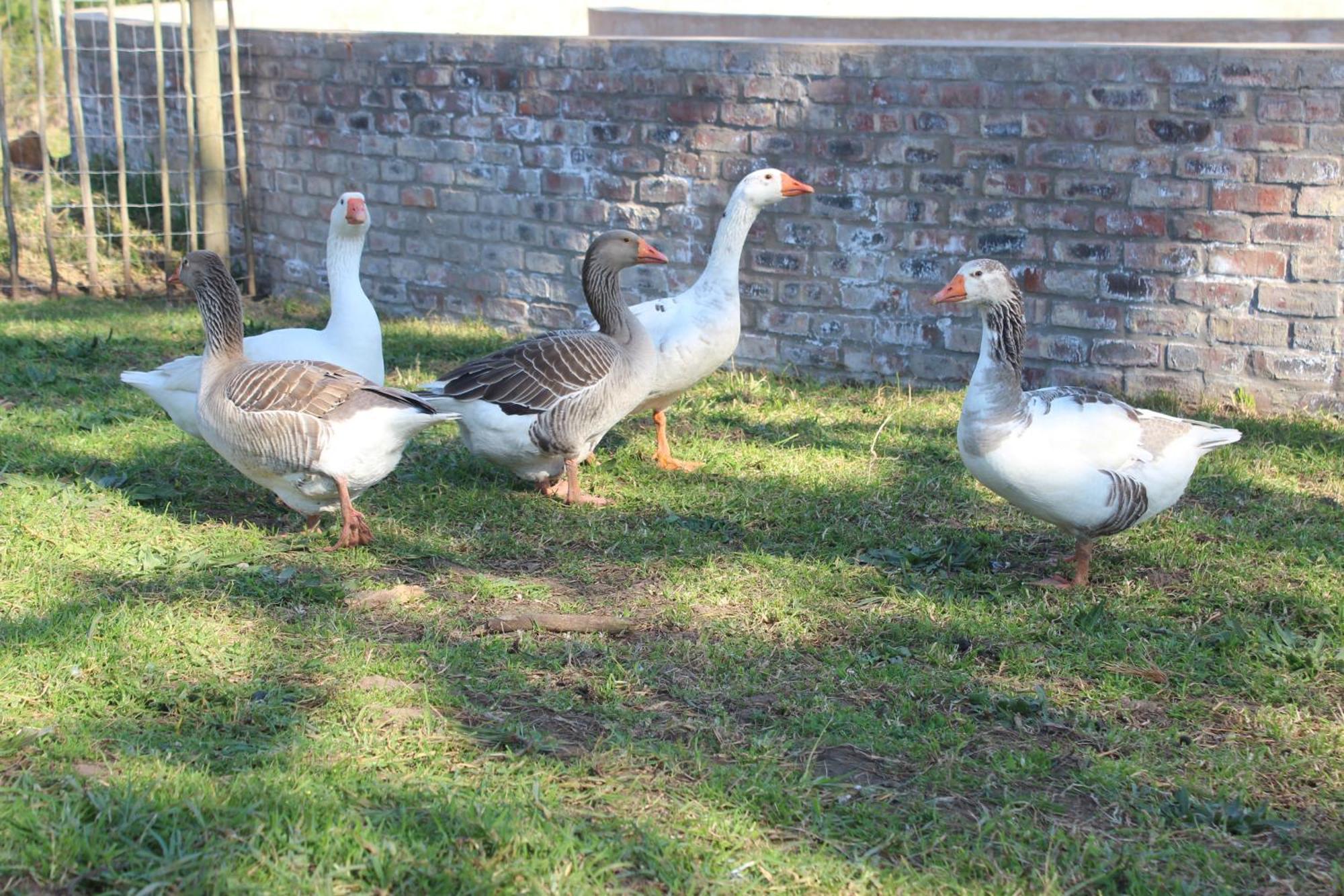 Dunkes Organic Equestrian Estate Apartment George Luaran gambar