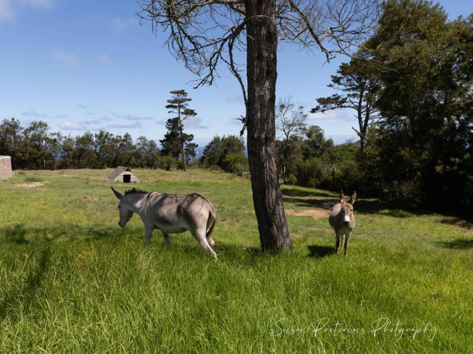 Dunkes Organic Equestrian Estate Apartment George Luaran gambar